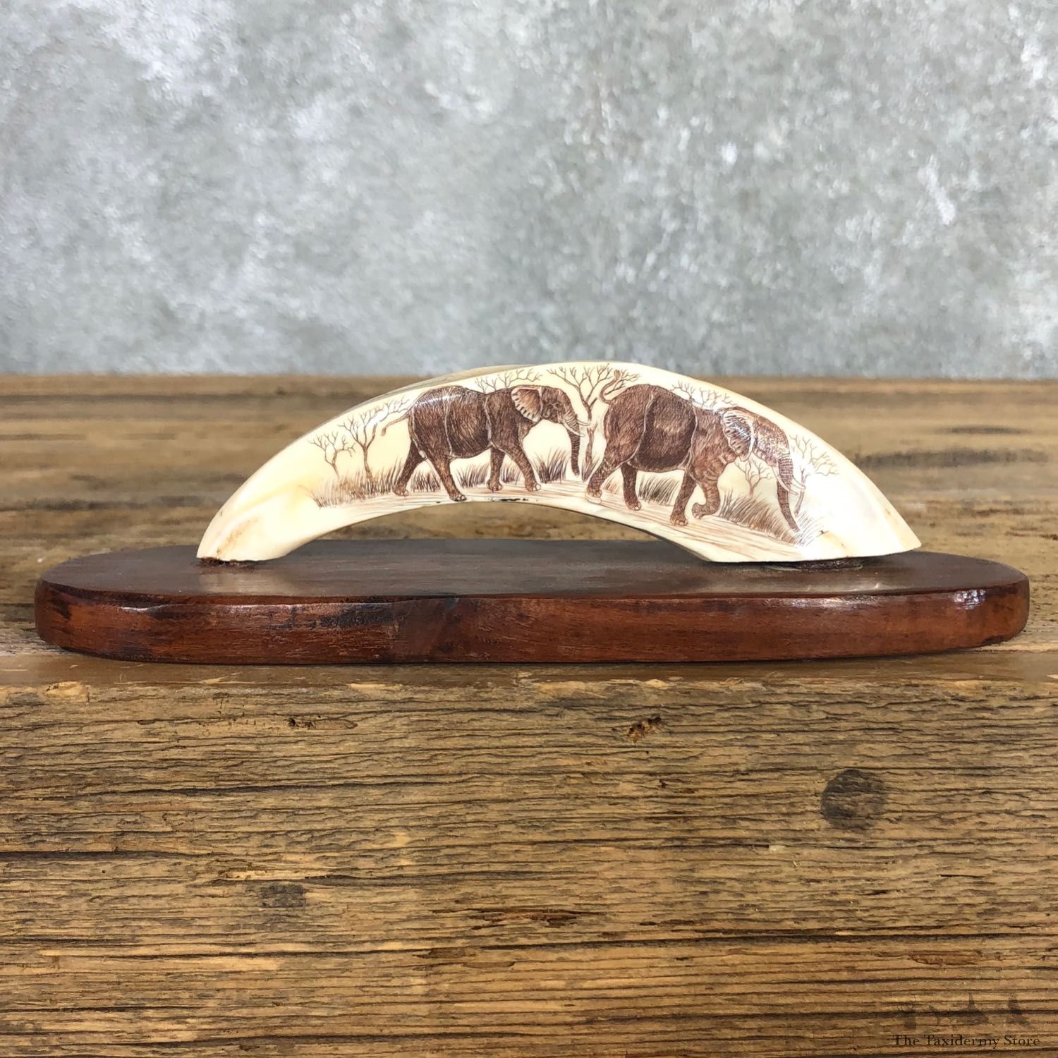Scrimshawed Warthog Tooth For Sale #19950 @ The Taxidermy Store