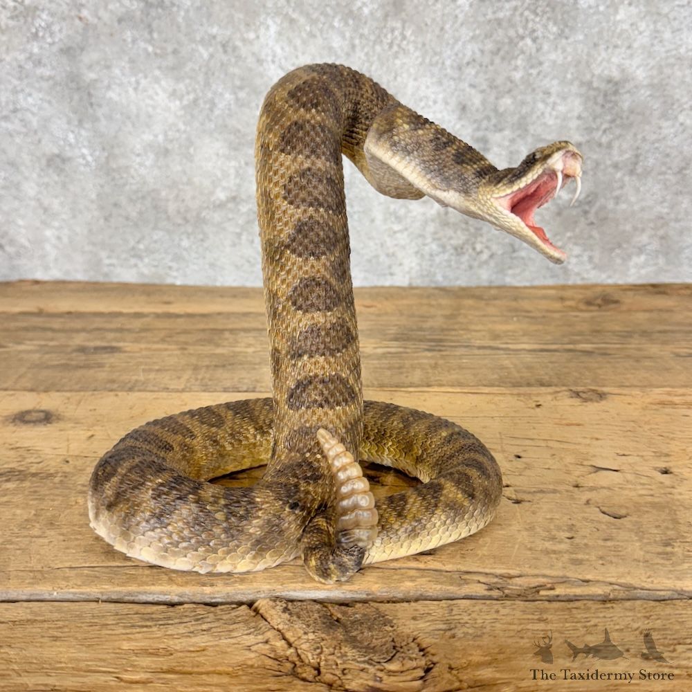 Western Diamondback Rattlesnake Mount For Sale #30060 @ The Taxidermy Store