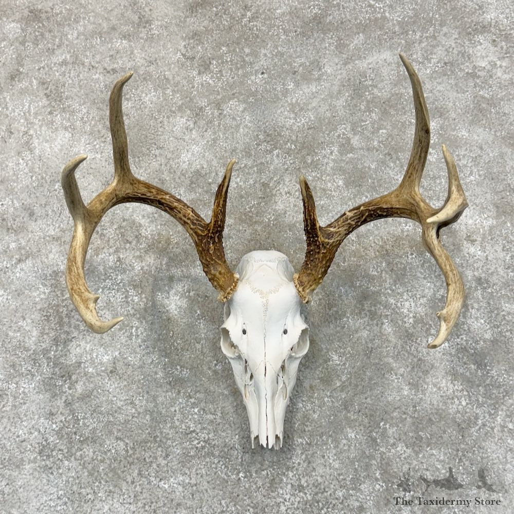 Whitetail Deer Skull European Mount For Sale #29420 - The Taxidermy Store