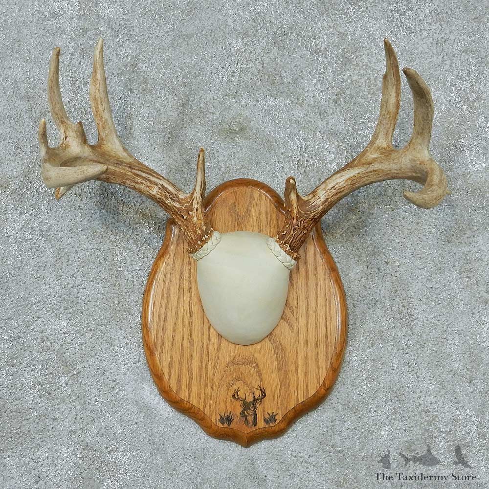 Whitetail-Deer-Antlers-Plaque-Taxidermy-Mount #13338 For Sale @ The Taxidermy Store