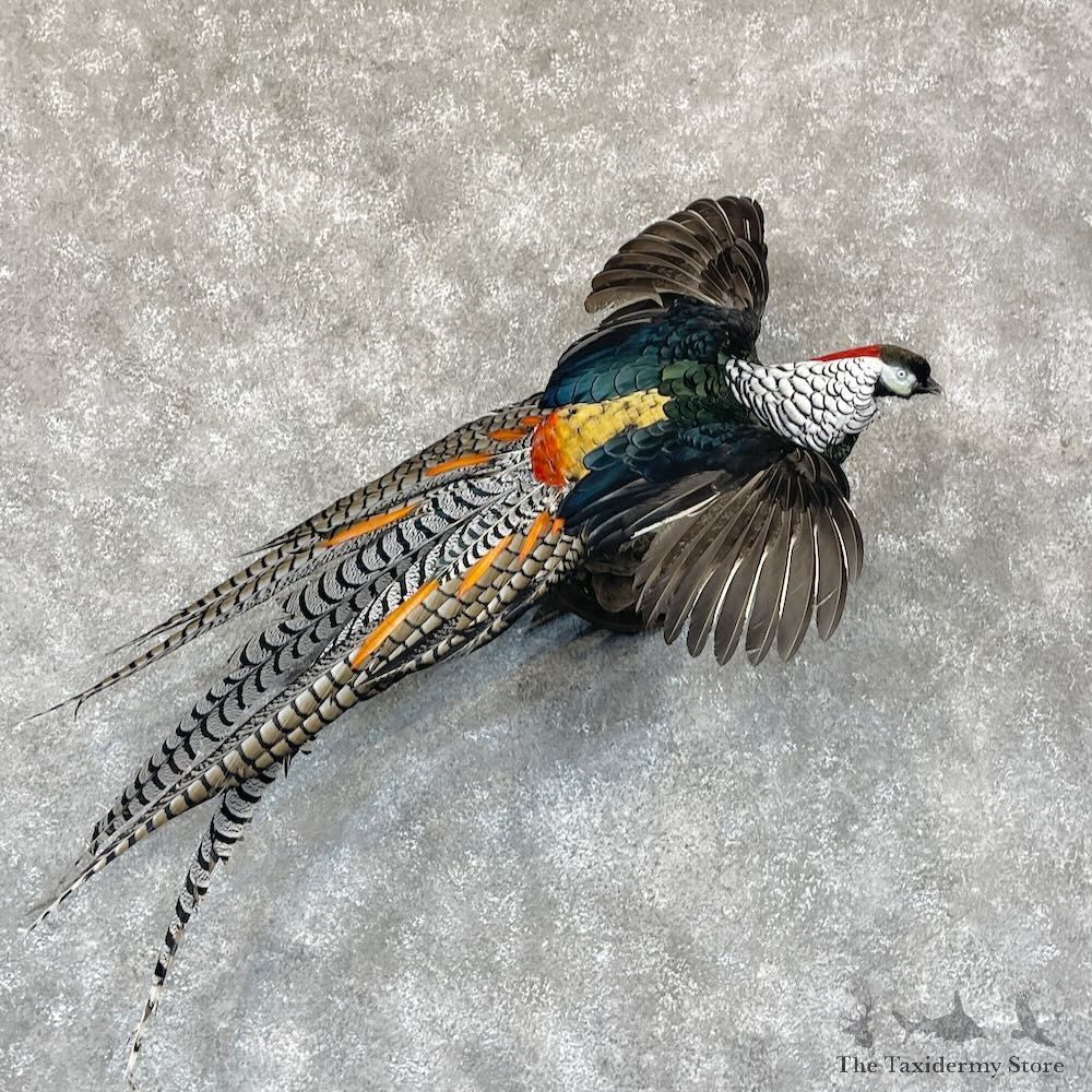 Lady Amherst Pheasant Bird Mount For Sale #28750 @ The Taxidermy Store