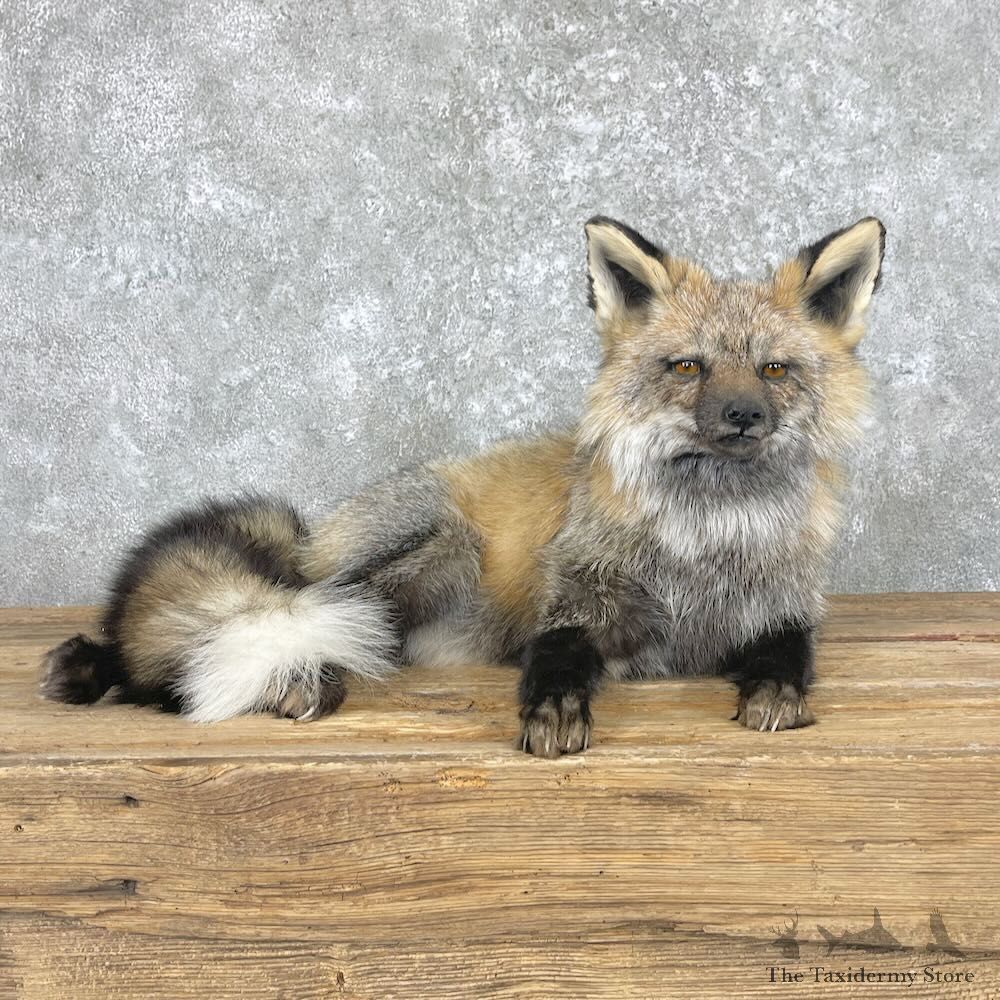 Tri Color Cross Fox Mount For Sale #28037 @ The Taxidermy Store