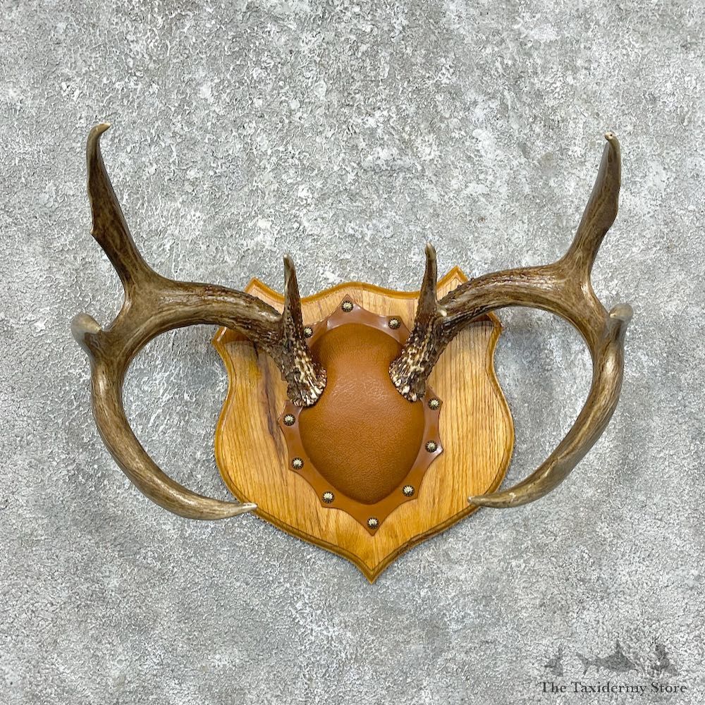 Whitetail Deer Antler Plaque Mount For Sale #25330 @ The Taxidermy Store