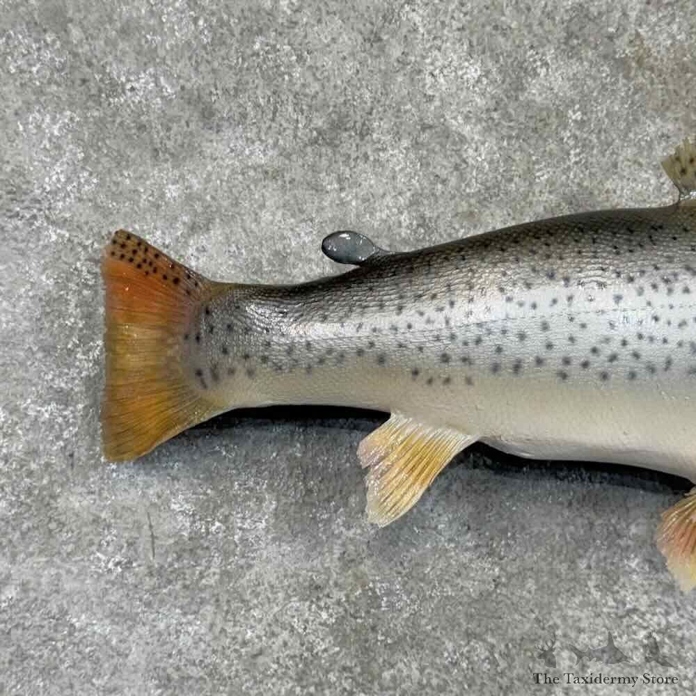 Brown Trout Fish Mount For Sale #30397 @ The Taxidermy Store