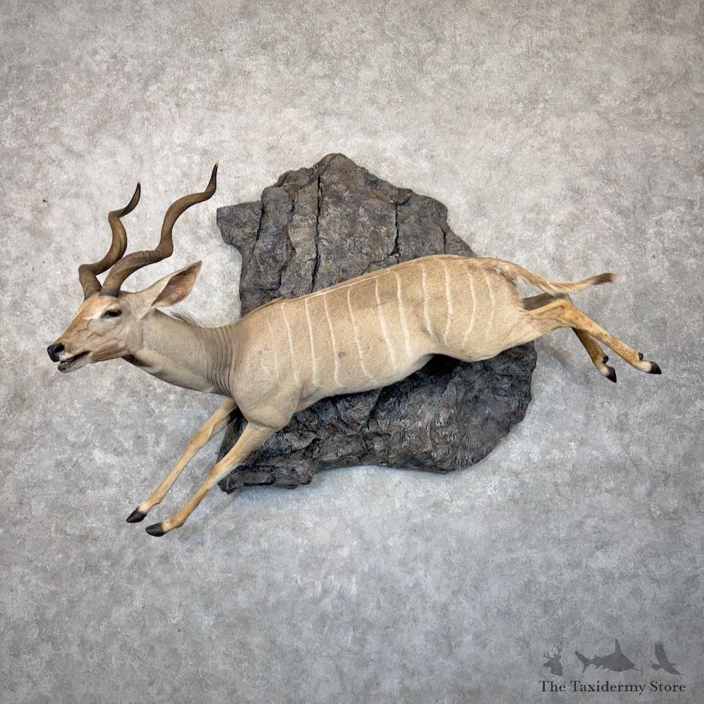 Lesser Kudu Life-Size Mount For Sale #30040 @ The Taxidermy Store
