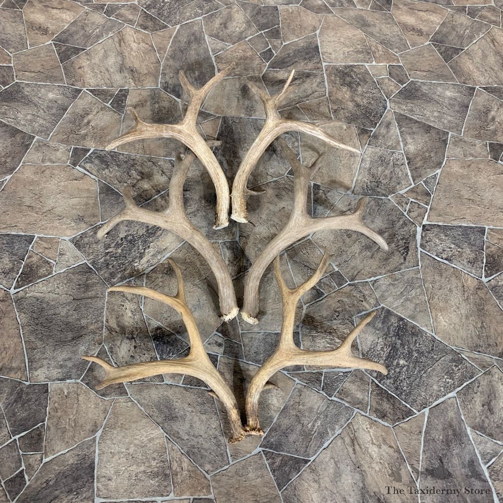 Mule Deer Antler Craft Pack For Sale #21830 @ The Taxidermy Store