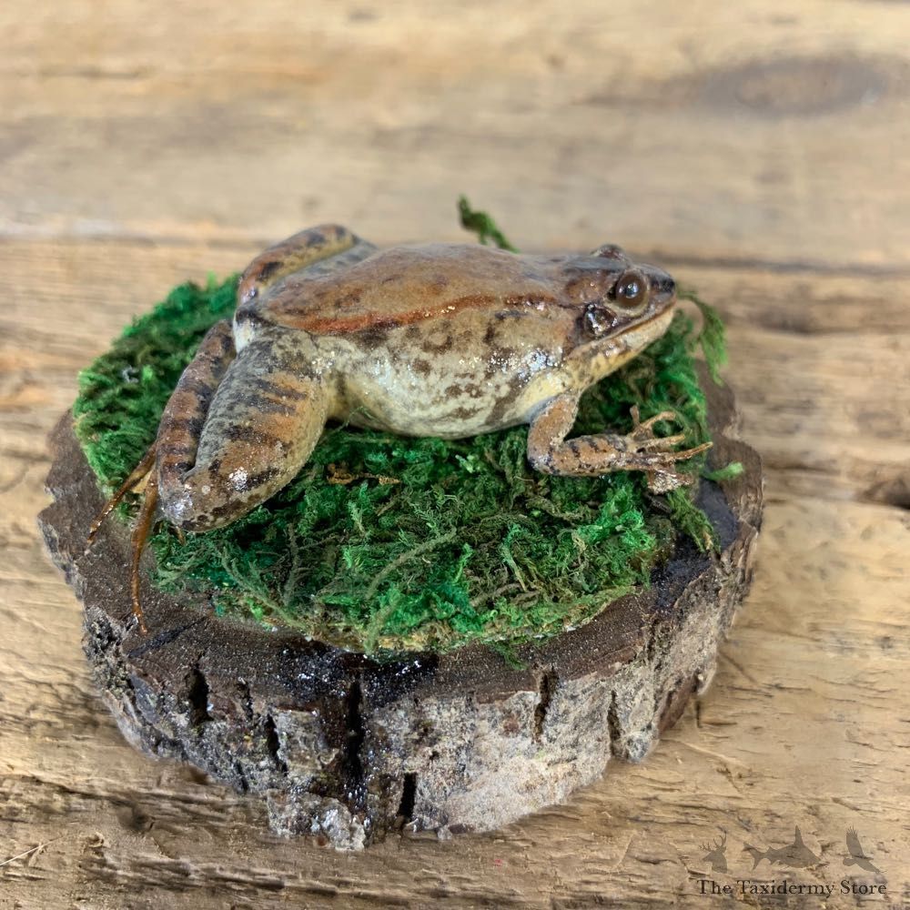 Wood Frog Taxidermy Mount For Sale #21548 @ The Taxidermy Store