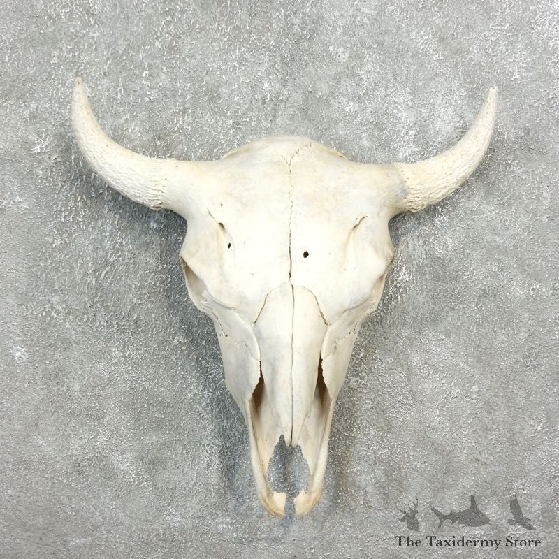 Buffalo Bison Skull Mount For Sale #17689 @ The Taxidermy Store