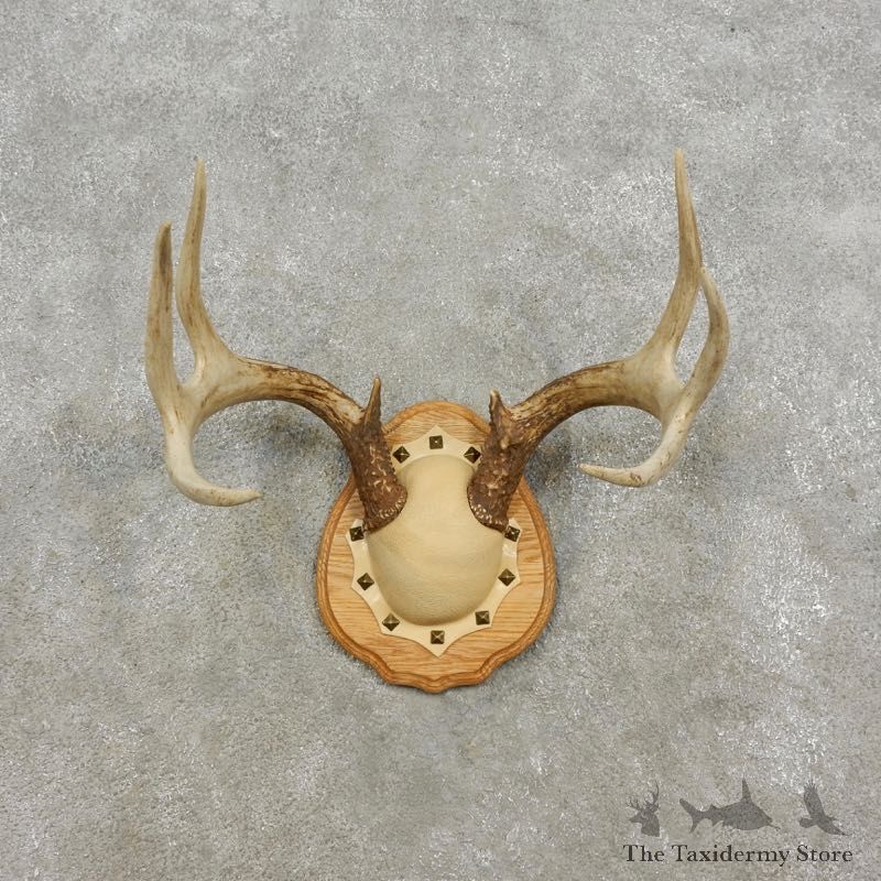 Whitetail Deer Antler Plaque Mount For Sale #17295 @ The Taxidermy Store