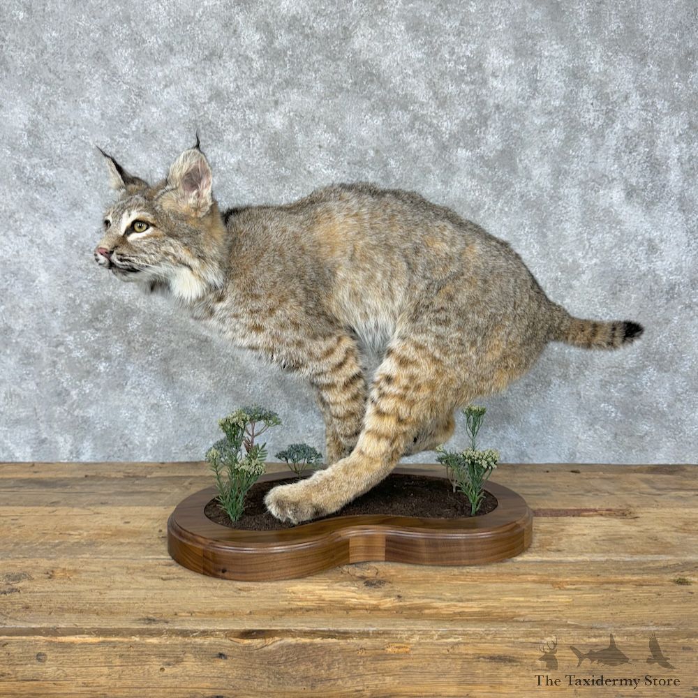 Bobcat Life-Size Mount For Sale #29530 @ The Taxidermy Store