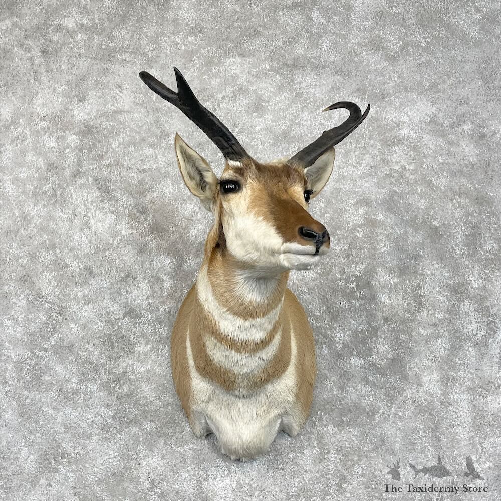 Pronghorn Shoulder Mount For Sale #28458 @ The Taxidermy Store