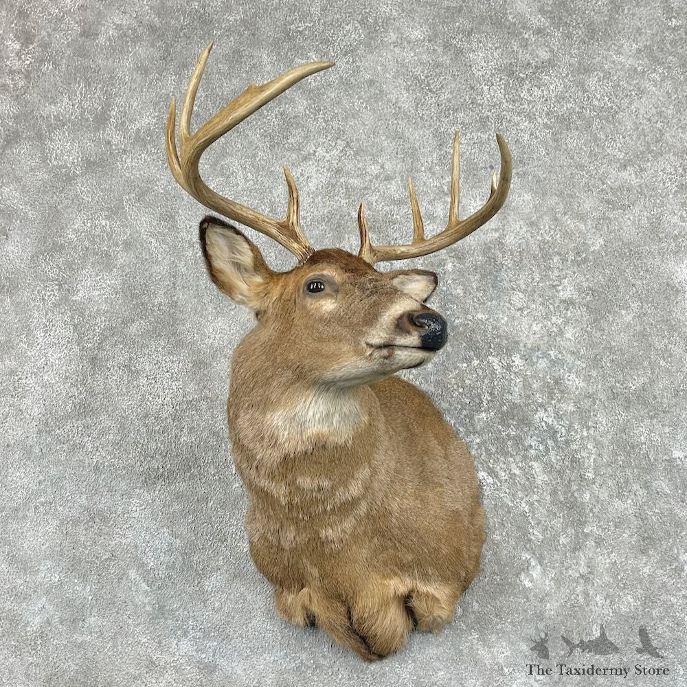 Whitetail Deer Shoulder Mount For Sale #26964 @ The Taxidermy Store