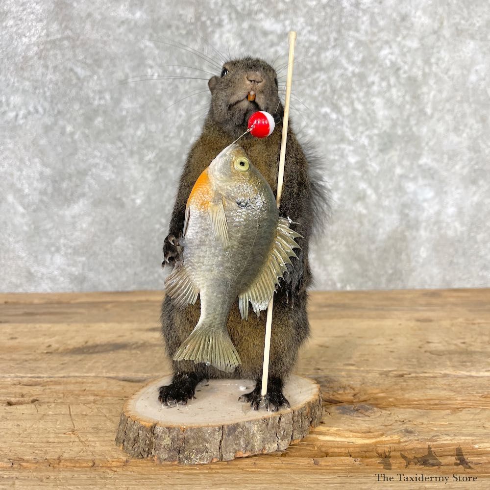 Fishing Black Squirrel Novelty Mount For Sale #27021 @ The Taxidermy Store