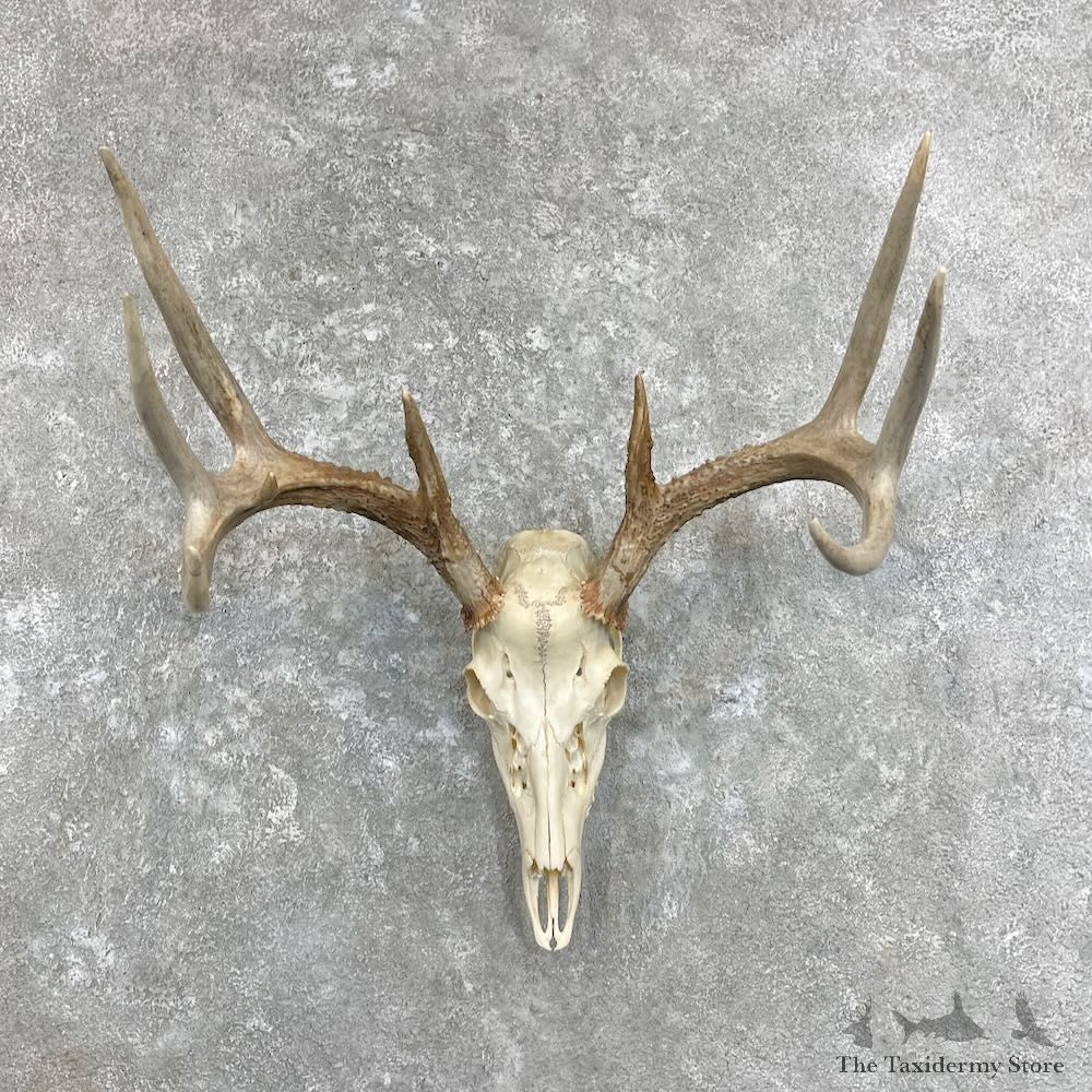 Whitetail Deer Skull European Mount For Sale #27918 @ The Taxidermy Store