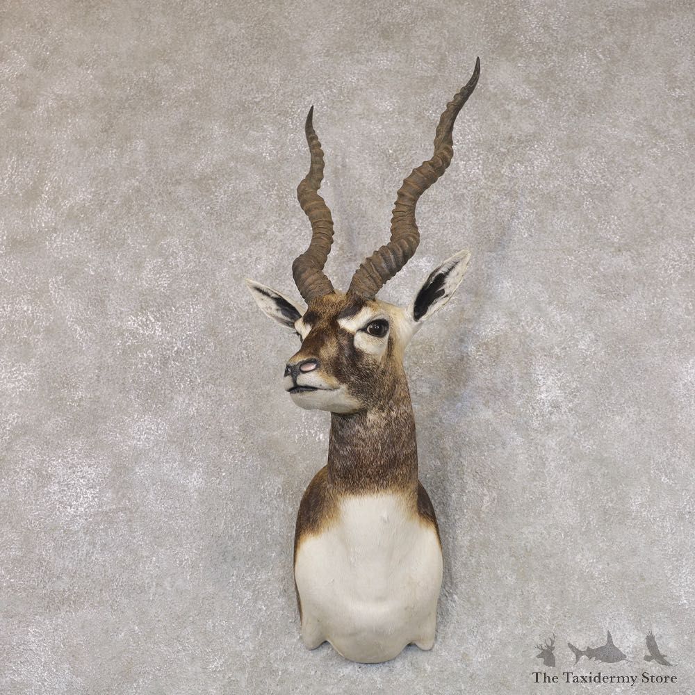 India Blackbuck Shoulder Mount For Sale #22512 @ The Taxidermy Store