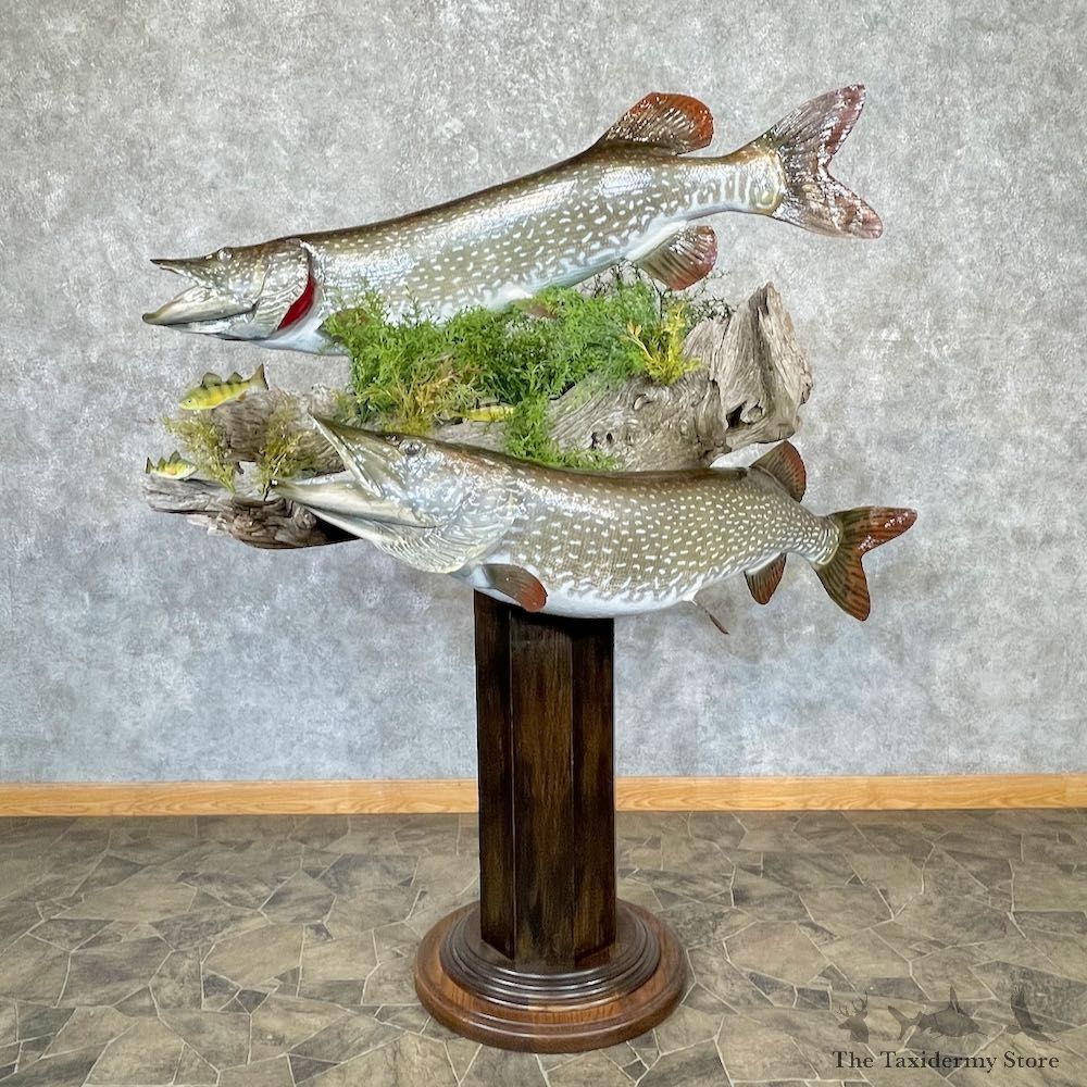 Northern Pike Scene Fish Mount For Sale #26732 @ The Taxidermy Store