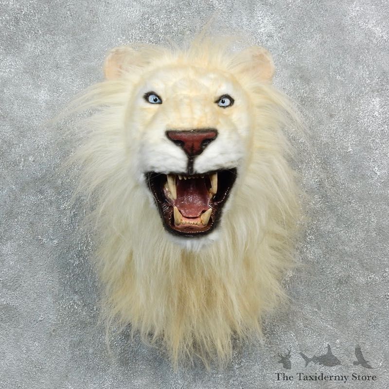 Reproduction African White Lion Shoulder Mount #18296 For Sale @ The Taxidermy Store