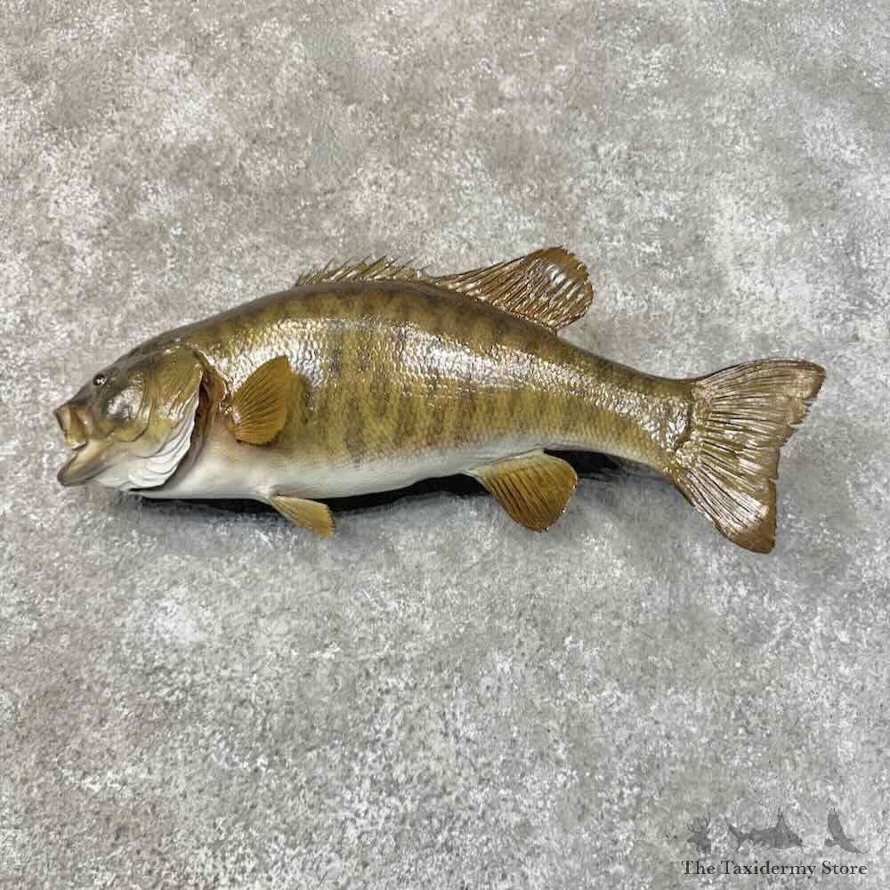 Smallmouth Bass Fish Mount For Sale #31283 @ The Taxidermy Store