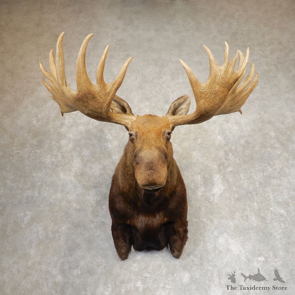 Alaskan Yukon Moose Shoulder Mount For Sale #21360 @ The Taxidermy Store