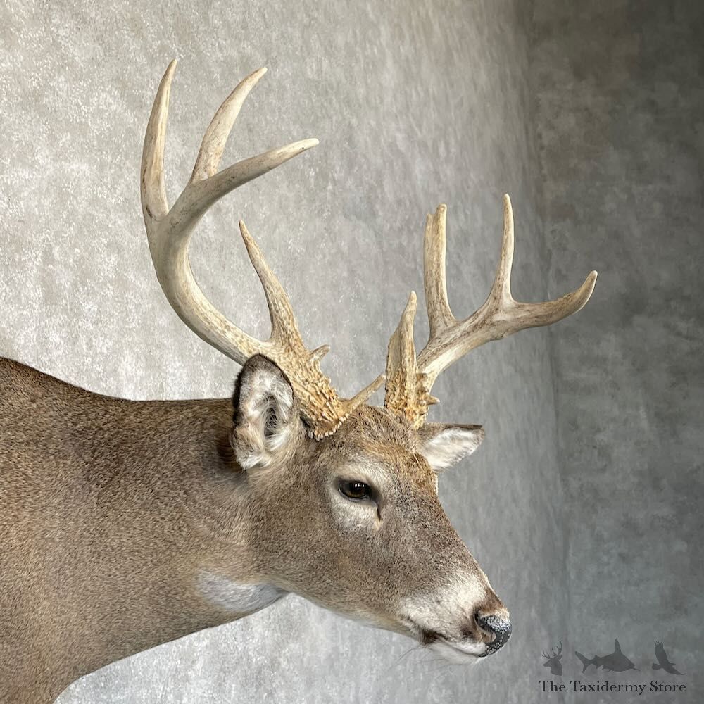 Whitetail Deer Shoulder Mount For Sale #28163 - The Taxidermy Store