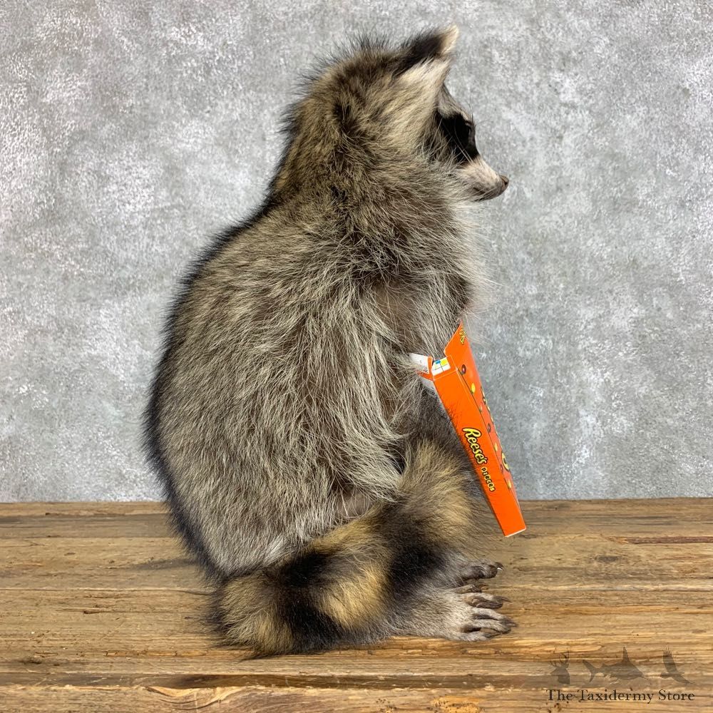 Candy Raccoon Mount For Sale #23424 @ The Taxidermy Store