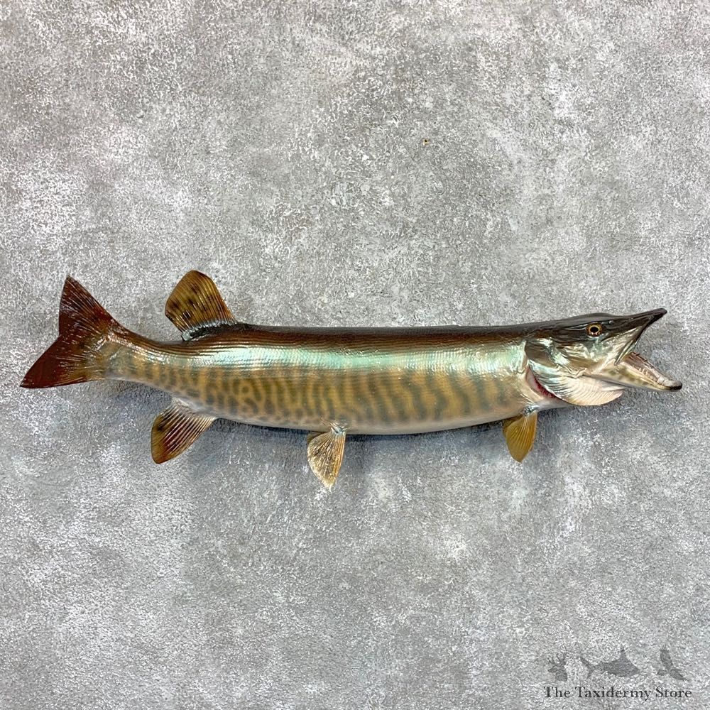 Musky Taxidermy Fish Mount For Sale #23649 @ The Taxidermy Store