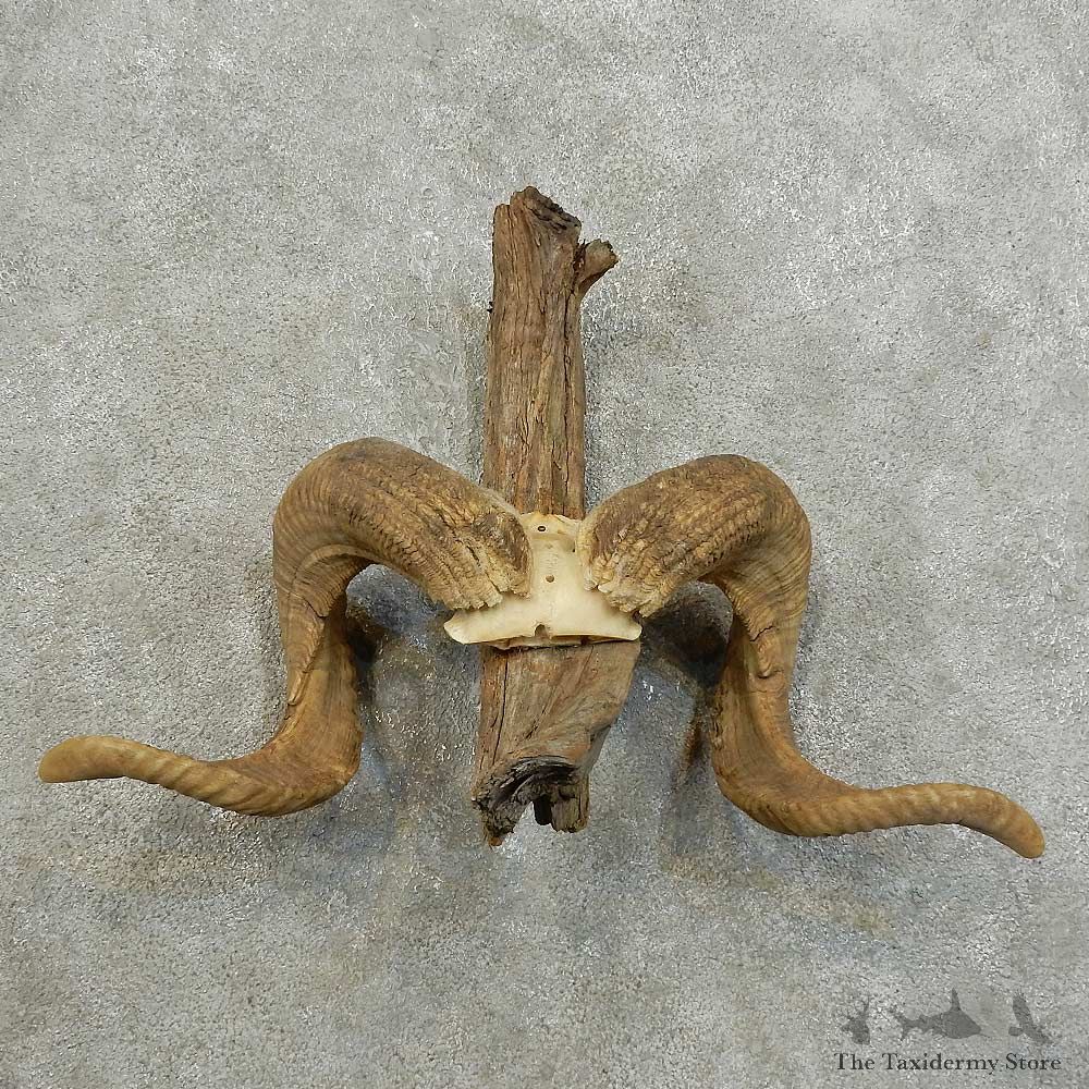 Corsican Ram Horn Mount For Sale #15986 @ The Taxidermy Store