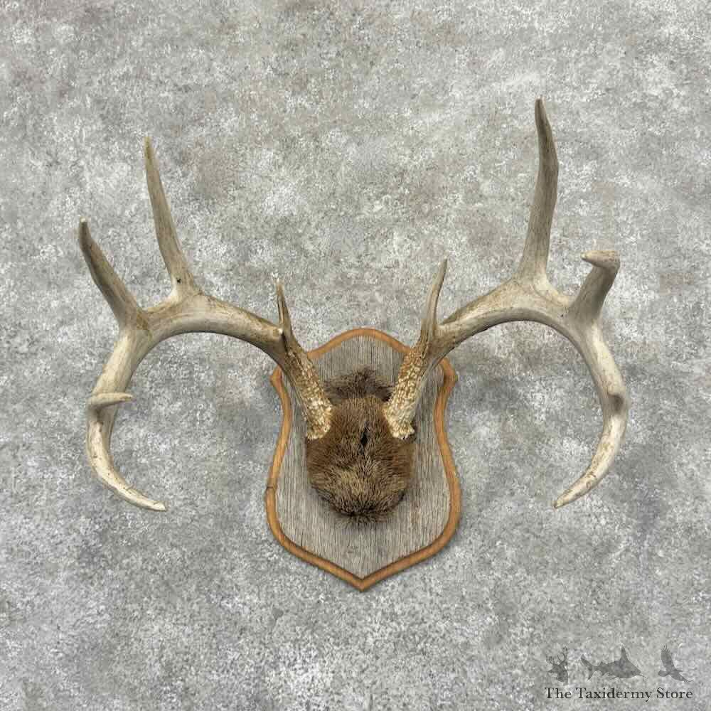 Whitetail Deer Antler Plaque Mount For Sale #32172 @ The Taxidermy Store