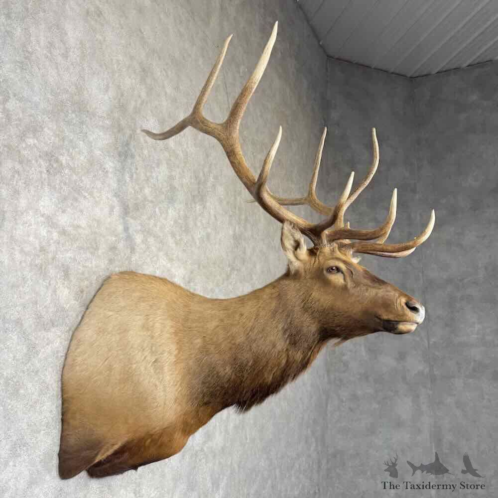 Rocky Mountain Elk Shoulder Mount For Sale #30368 @ The Taxidermy Store