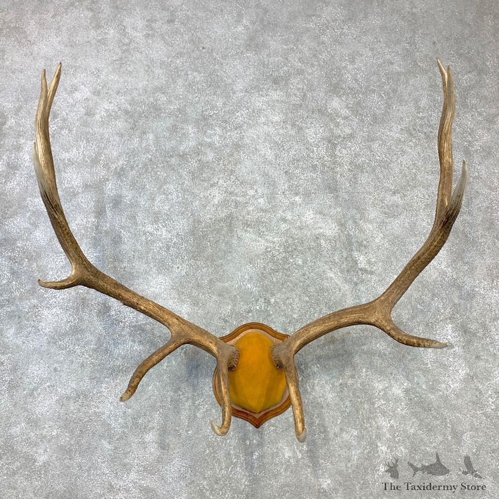 Rocky Mountain Elk Plaque Mount For Sale #23102 @ The Taxidermy Store