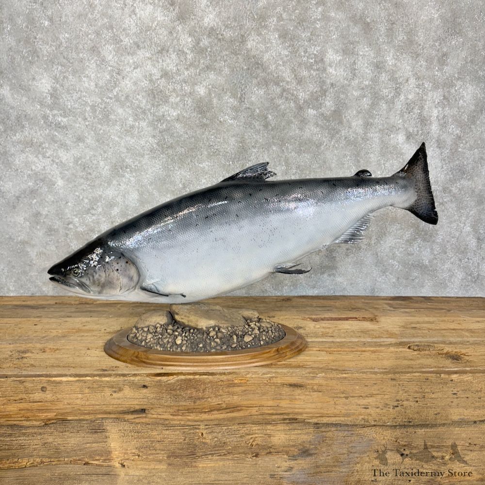 Coho Salmon Fish Mount For Sale #29831 @ The Taxidermy Store