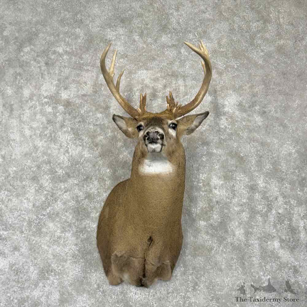Whitetail Deer Shoulder Mount For Sale #30390 @ The Taxidermy Store