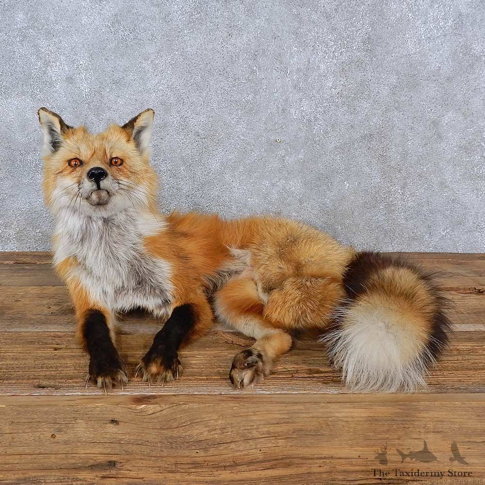 Red Fox Life-Size Mount For Sale #15222 @ The Taxidermy Store