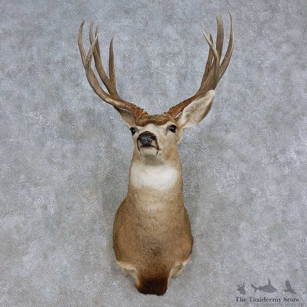 Mule Deer Shoulder Mount For Sale #15716 @ The Taxidermy Store