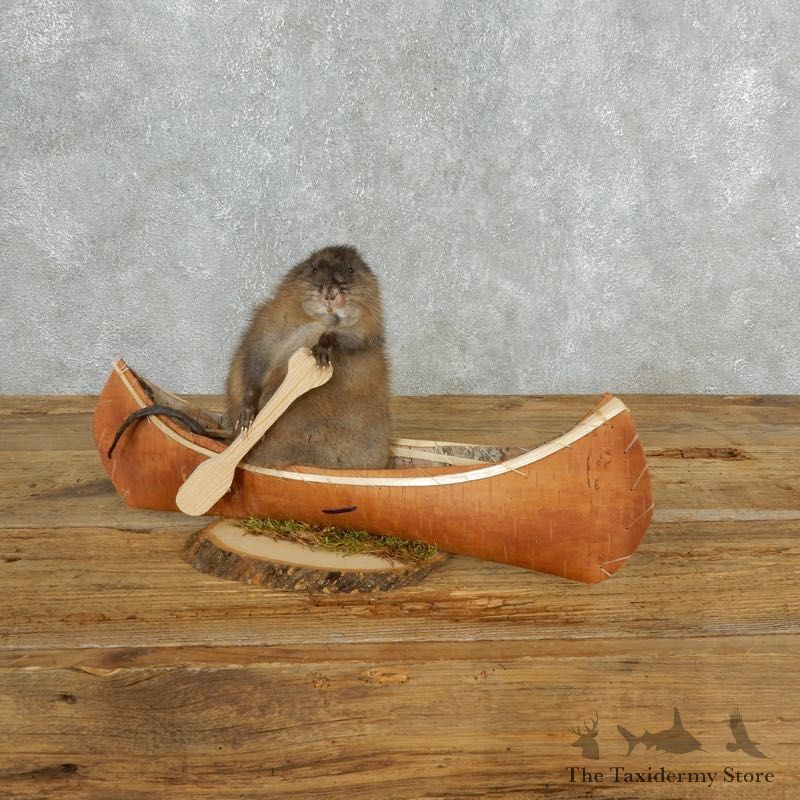 Canoeing Muskrat Novelty Mount For Sale #18155 @ The Taxidermy Store