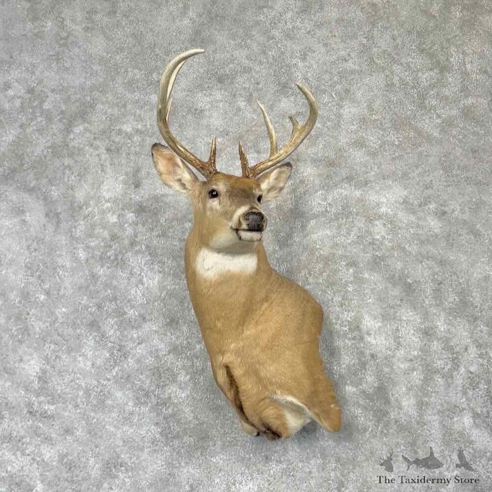 Whitetail Deer Wall Pedestal Shoulder Mount For Sale #30348 @ The Taxidermy Store