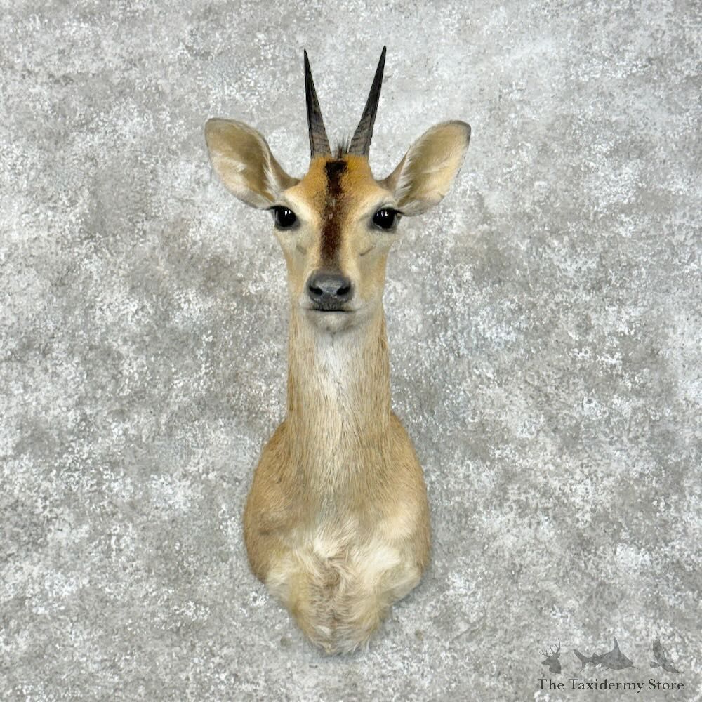 African Bush Duiker Shoulder For Sale #28949 @ The Taxidermy Store