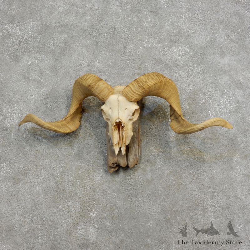 Corsican Ram Skull European Mount For Sale #17187 @ The Taxidermy Store