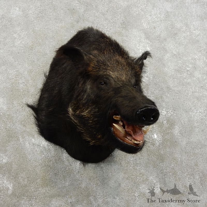 Wild Boar Shoulder Mount For Sale #17345 @ The Taxidermy Store