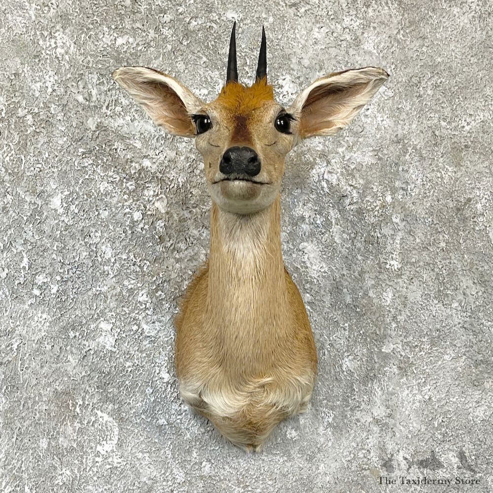 Bush Duiker Shoulder Mount For Sale #28916 @ The Taxidermy Store