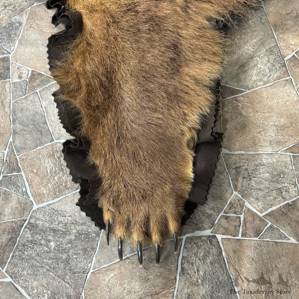 Grizzly Bear Full Size Rug Mount For Sale #29315 @ The Taxidermy Store