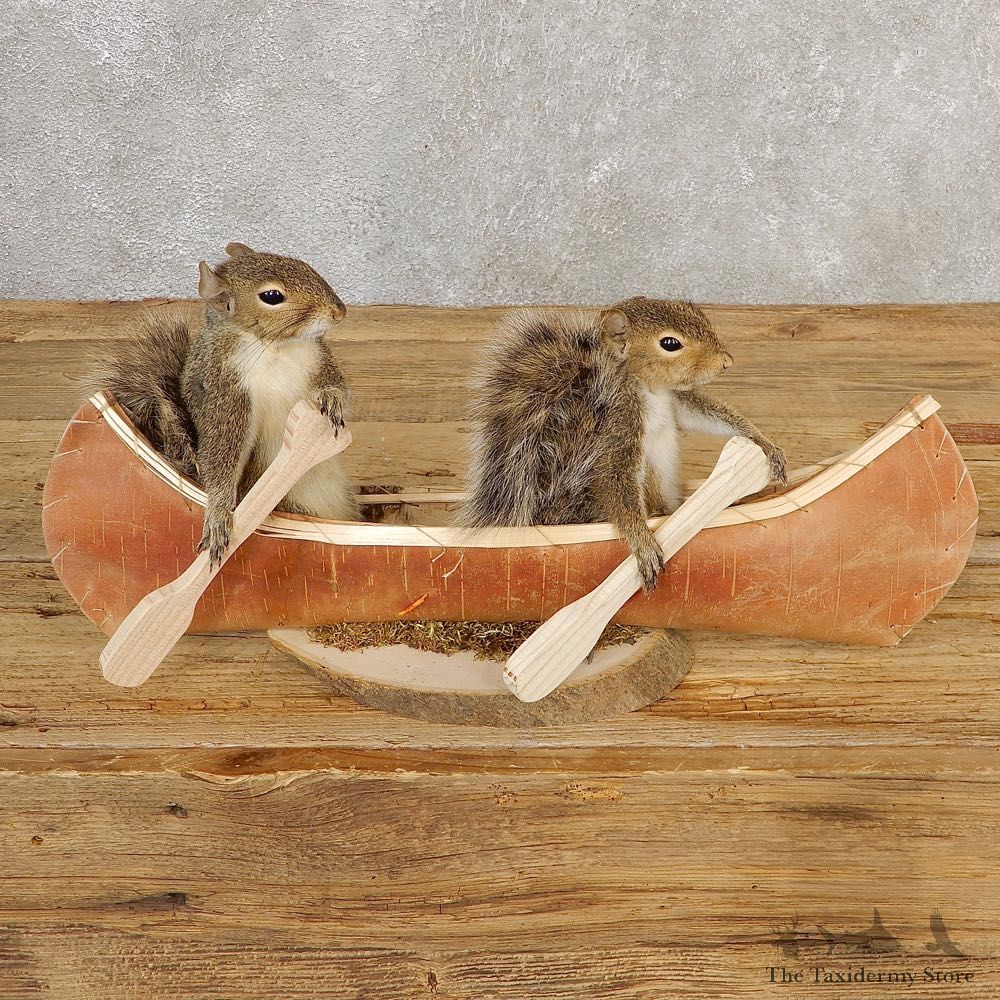 Canoeing Squirrels Novelty Mount For Sale #20753 @ The Taxidermy Store