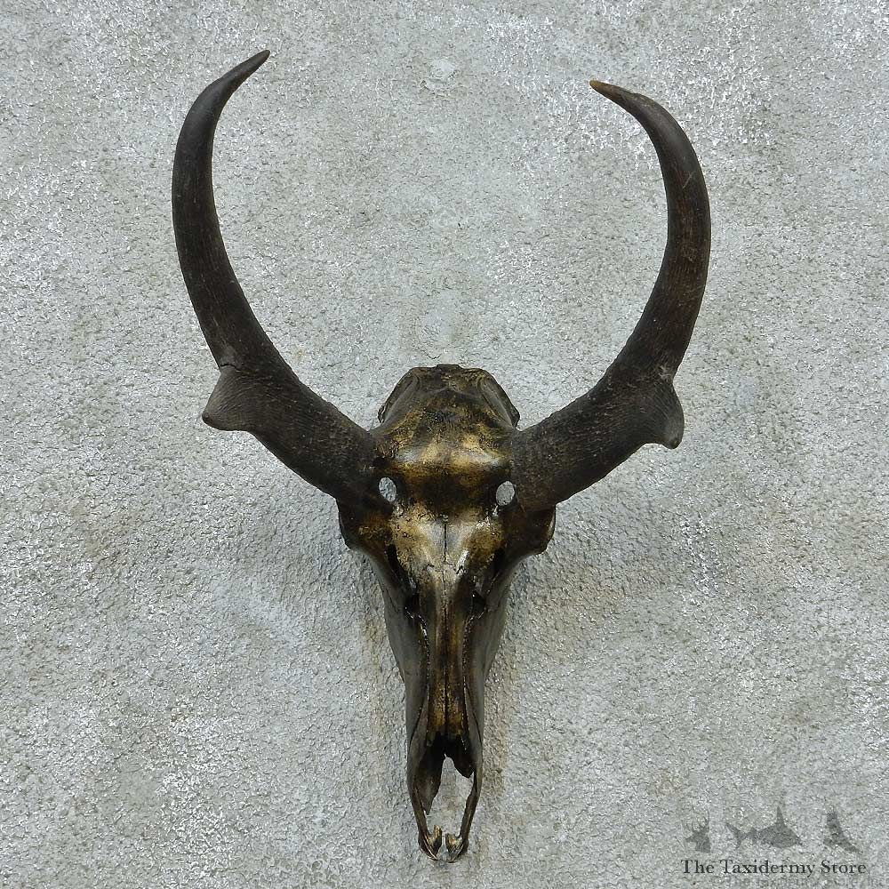 Pronghorn Skull & Horns European Mount #13583 For Sale @ The Taxidermy Store