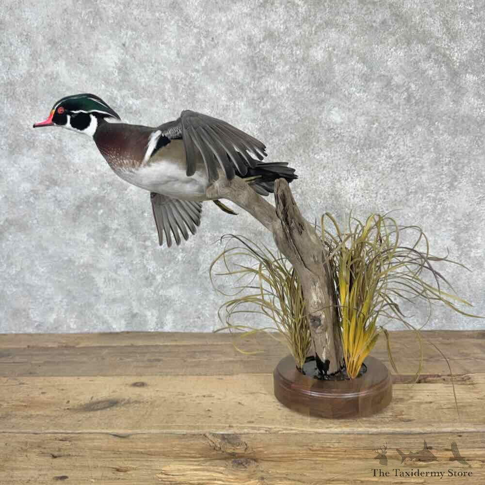 Wood Duck Bird Mount For Sale #31624 @ The Taxidermy Store