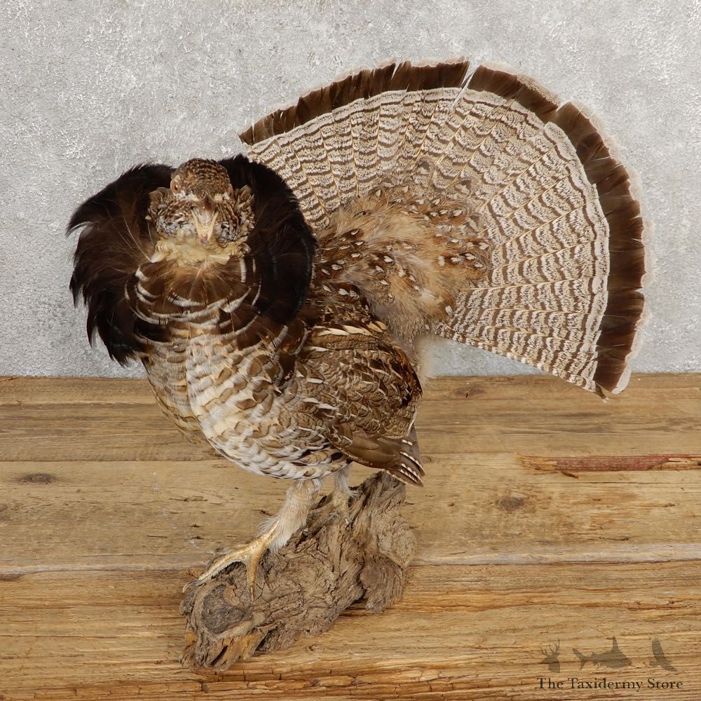 Ruffed Grouse Bird Mount For Sale #20640 @ The Taxidermy Store