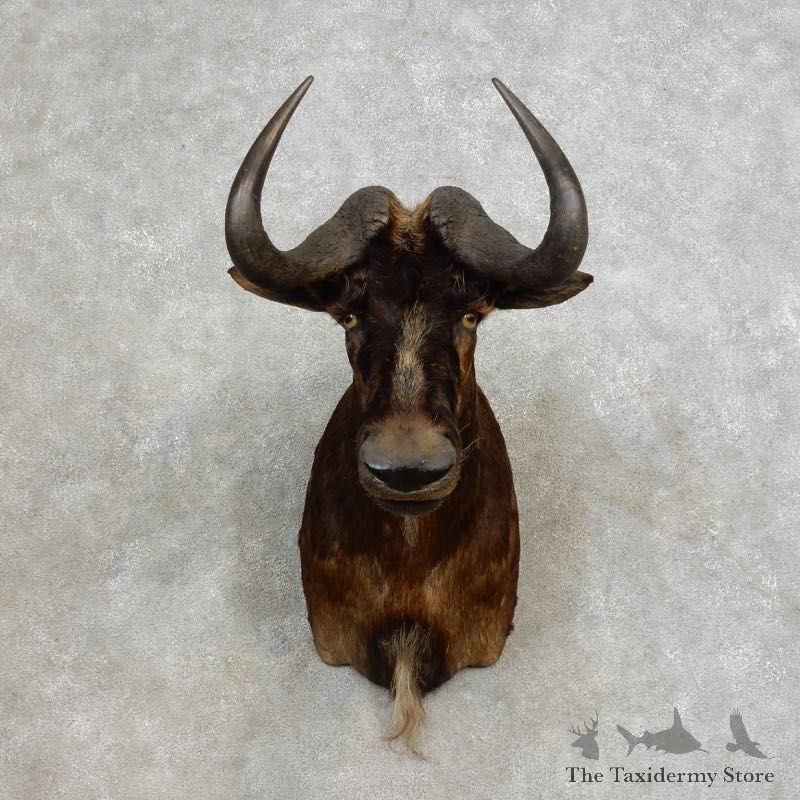 Black Wildebeest Shoulder Mount For Sale #17264 @ The Taxidermy Store