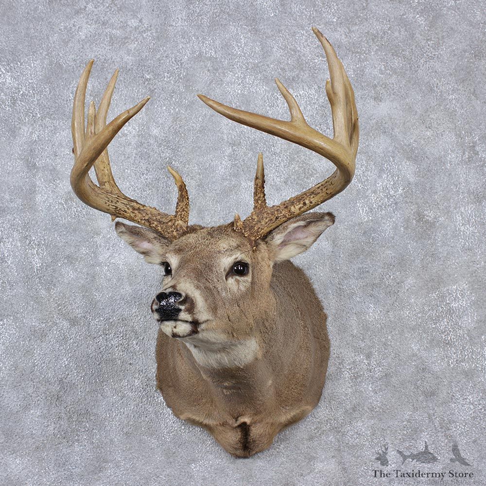 Whitetail Deer Shoulder Taxidermy Head Mount #12519 For Sale @ The Taxidermy Store