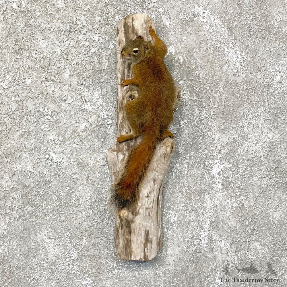 Red Squirrel Life-Size Mount For Sale #24122 @ The Taxidermy Store