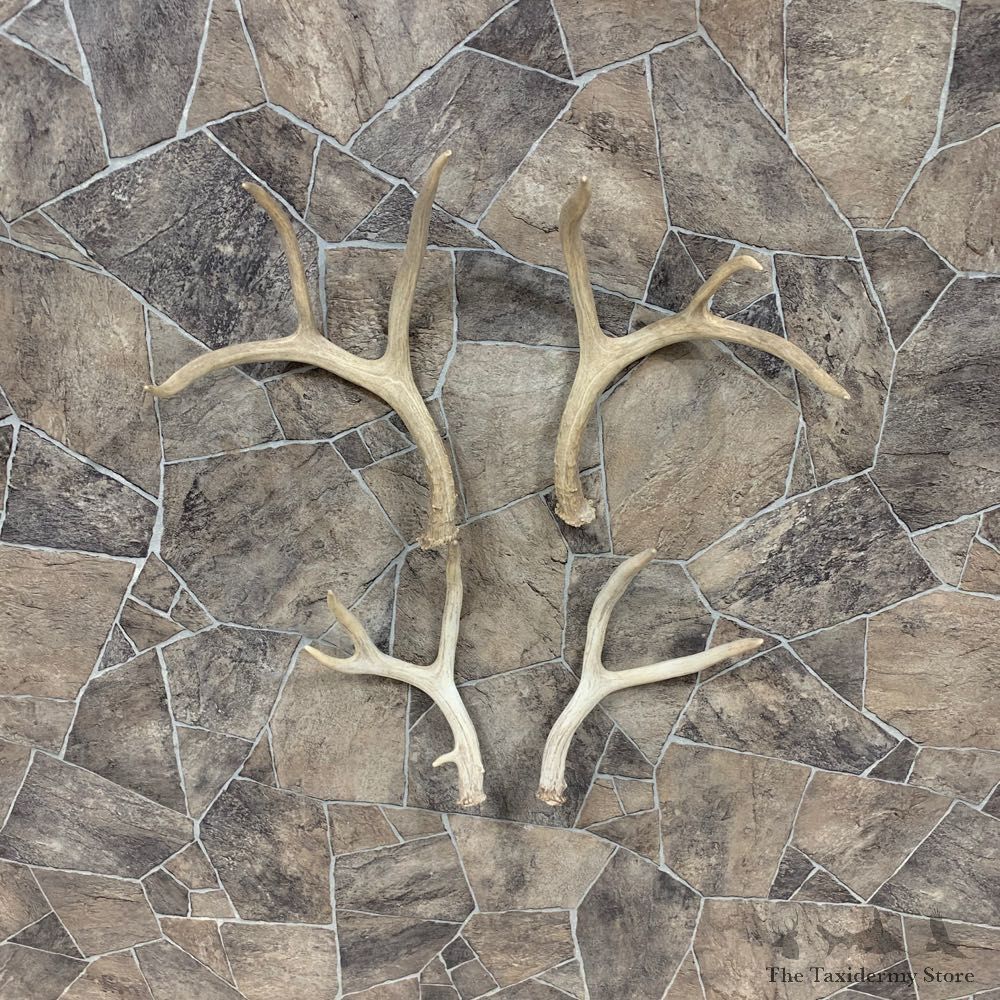 Mule Deer Antler Craft Pack For Sale #21826 @ The Taxidermy Store