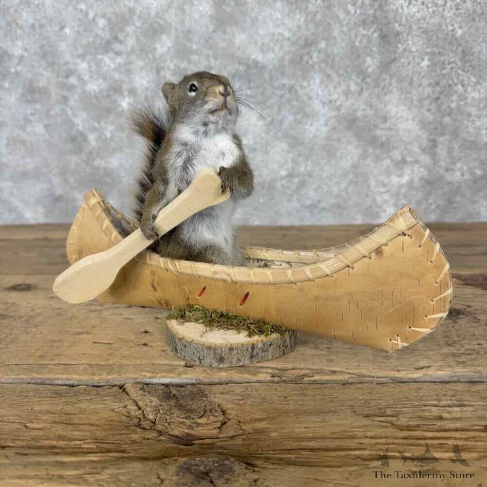 Canoeing Red Pine Squirrel Novelty Mount For Sale #31607 @ The Taxidermy Store